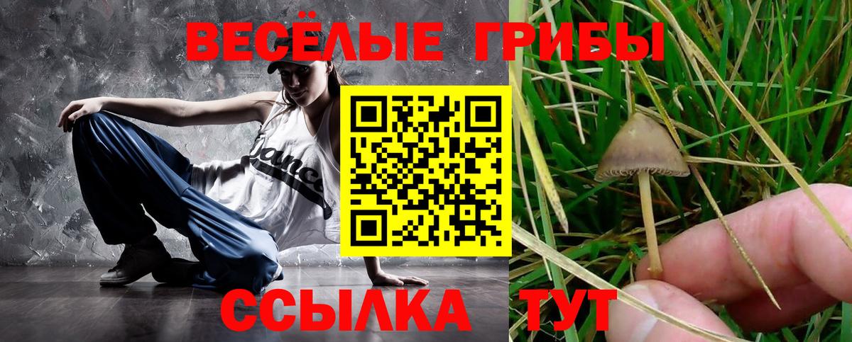Гай  Галлюциногенные грибы Psilocybe  Вход с VPN 